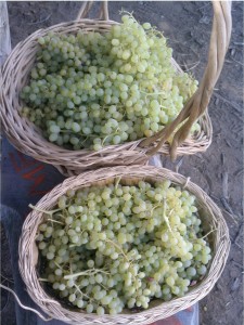 grape baskets