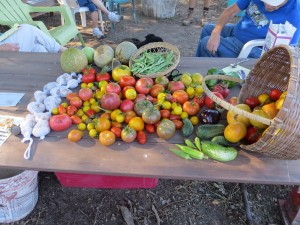 late-sept-2016-harvest