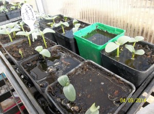cucumber_seedlings      