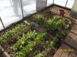 in_greenhouse1                   